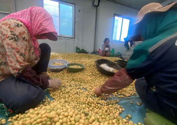 From Seed to Global Market: How Dingxi Built a $3.5 Billion Potato Empire 29 From Seed to Global Market: How Dingxi Built a $3.5 Billion Potato Empire