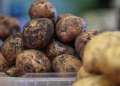Revolutionizing Potato Farming: Adapting to Climate Change with New Varieties