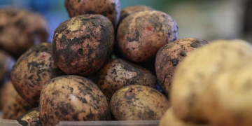 Revolutionizing Potato Farming: Adapting to Climate Change with New Varieties