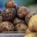 Revolutionizing Potato Farming: Adapting to Climate Change with New Varieties