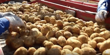 Astrakhan Region Set for Record Potato Harvest: How Innovation and State Support Are Driving Growth