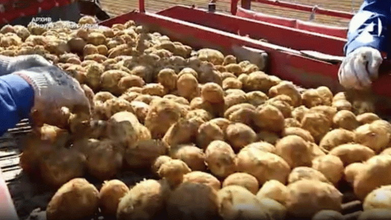Astrakhan Region Set for Record Potato Harvest: How Innovation and State Support Are Driving Growth