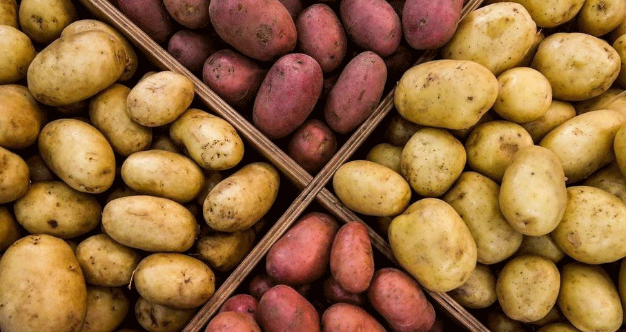 Mehr als nur Ertrag: Eine Neubewertung der Kartoffelqualität und der „schmackhaftesten“ Kartoffelsorte der Welt von Don