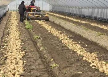 Namwon’s ‘Chunhyang-gol’ Early Potatoes Hit Market with Record Yields and High Prices
