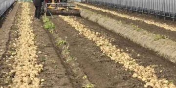 Namwon’s ‘Chunhyang-gol’ Early Potatoes Hit Market with Record Yields and High Prices