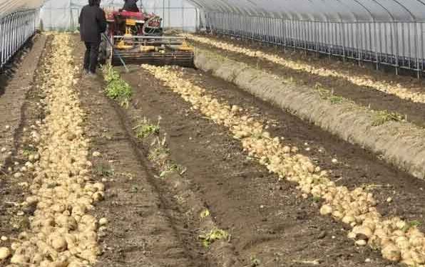 Namwon’s ‘Chunhyang-gol’ Early Potatoes Hit Market with Record Yields and High Prices