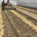 Namwon’s ‘Chunhyang-gol’ Early Potatoes Hit Market with Record Yields and High Prices