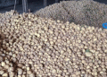 Arkhangelsk Farmers Begin Potato Harvest: Record Yields and Government Support Boost Production