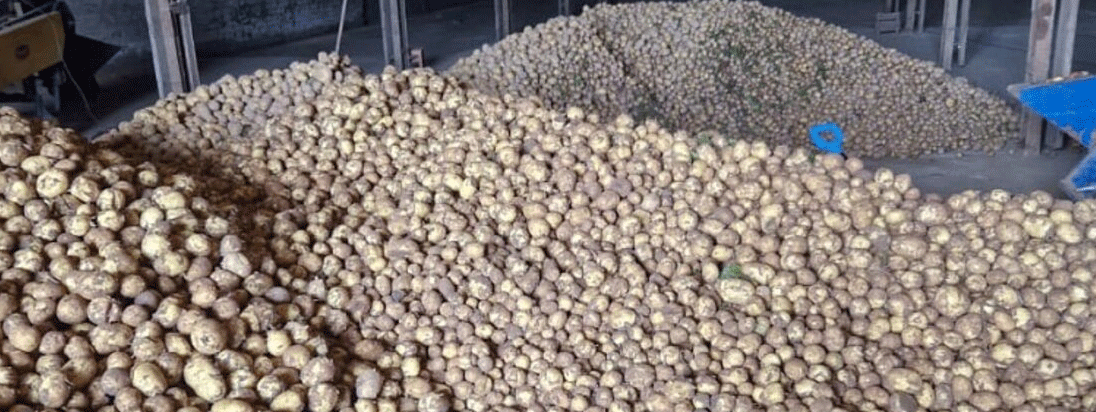 Arkhangelsk Farmers Begin Potato Harvest: Record Yields and Government Support Boost Production