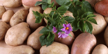 Bergeron & Sons: The Potato Giants Pioneering Sustainability and Innovation