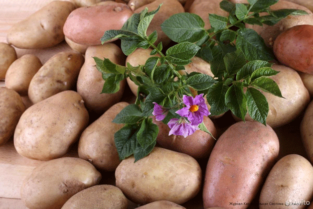 Bergeron & Sons: Die Kartoffelgiganten sind Vorreiter in Sachen Nachhaltigkeit und Innovation