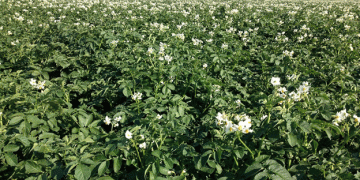 Jumbo’s Sustainability Push: Aiming for 10% Organic Produce by 2027