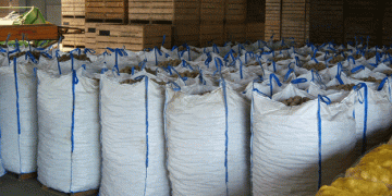 Record Organic Potato Harvest in Darende: A Model for Sustainable Farming