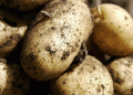 Early Domestic Potato Prices Plummet: Farmers Face Challenges Amid Rising Imports and Labor Costs