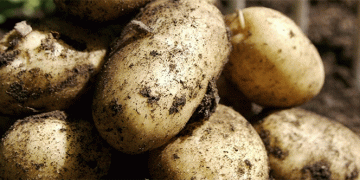 Early Domestic Potato Prices Plummet: Farmers Face Challenges Amid Rising Imports and Labor Costs