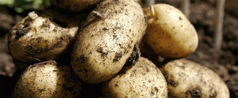 Early Domestic Potato Prices Plummet: Farmers Face Challenges Amid Rising Imports and Labor Costs
