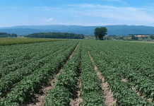 다음 10년을 헤쳐나가는 방법: 급성장하는 글로벌 감자 시장을 위한 전략적 통찰력