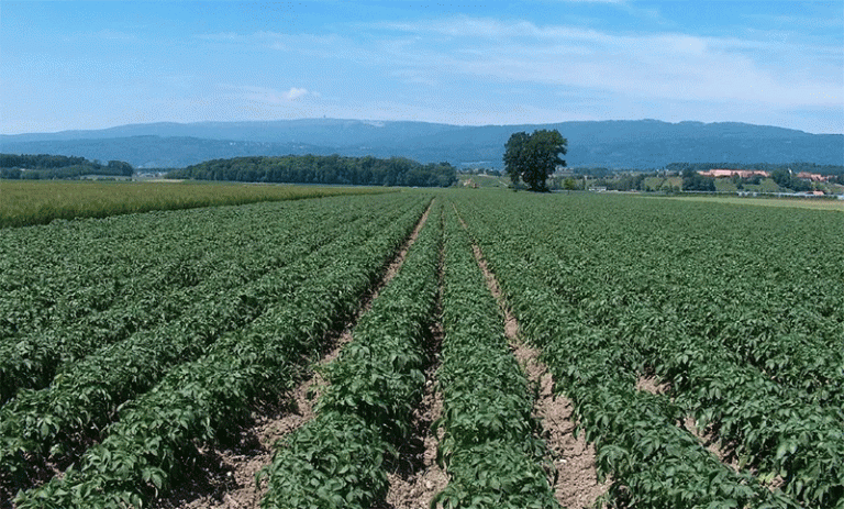 Navigating the Next Decade: Strategic Insights for the Booming Global Potato Market