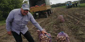 Bumper Harvest, Falling Prices: How Farmers Can Navigate the Potato and Beet Market Crisis