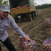 Bumper Harvest, Falling Prices: How Farmers Can Navigate the Potato and Beet Market Crisis