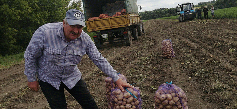 Bumper Harvest, Falling Prices: How Farmers Can Navigate the Potato and Beet Market Crisis