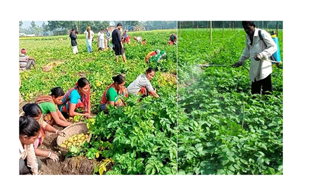 La región de Rangpur alcanzará una producción récord de patatas, lo que aumentará las ganancias de los agricultores