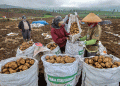 Granola Potato Farming in East Java: High Yields, Challenges, and Market Opportunities