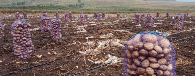 Early Potato Harvest in Zabaikalsky Krai: Yields, Challenges, and Market Prospects