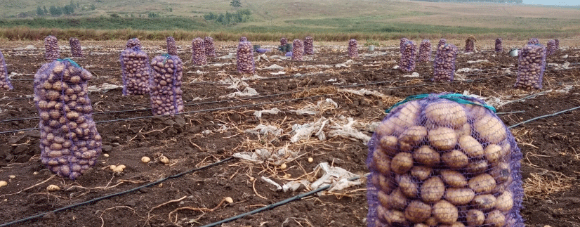 Early Potato Harvest in Zabaikalsky Krai: Yields, Challenges, and Market Prospects