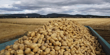 Spain Sees Increased Mid-Season Potato Production Despite Decline in Cultivated Area