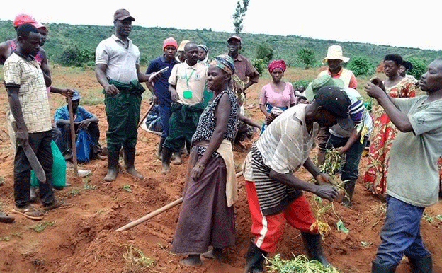 Empowering Resilience: How Orange-Fleshed Sweet Potato is Transforming Refugee Communities in Uganda 80 Empowering Resilience: How Orange-Fleshed Sweet Potato is Transforming Refugee Communities in Uganda
