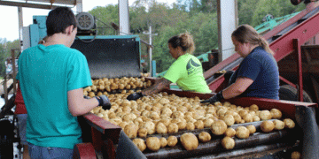 Navigating Rising Potato Chip Prices: The Impact of Climate Change and Local Production