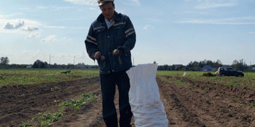 Potato Farming Thrives in Bashkortostan: Innovations and Challenges in the Region’s Agricultural Landscape