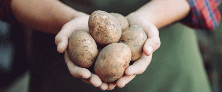 Potatoes Summon Their Own Enemies: Scientists Uncover Molecule That Awakens Soil Parasites 40 Potatoes Summon Their Own Enemies: Scientists Uncover Molecule That Awakens Soil Parasites