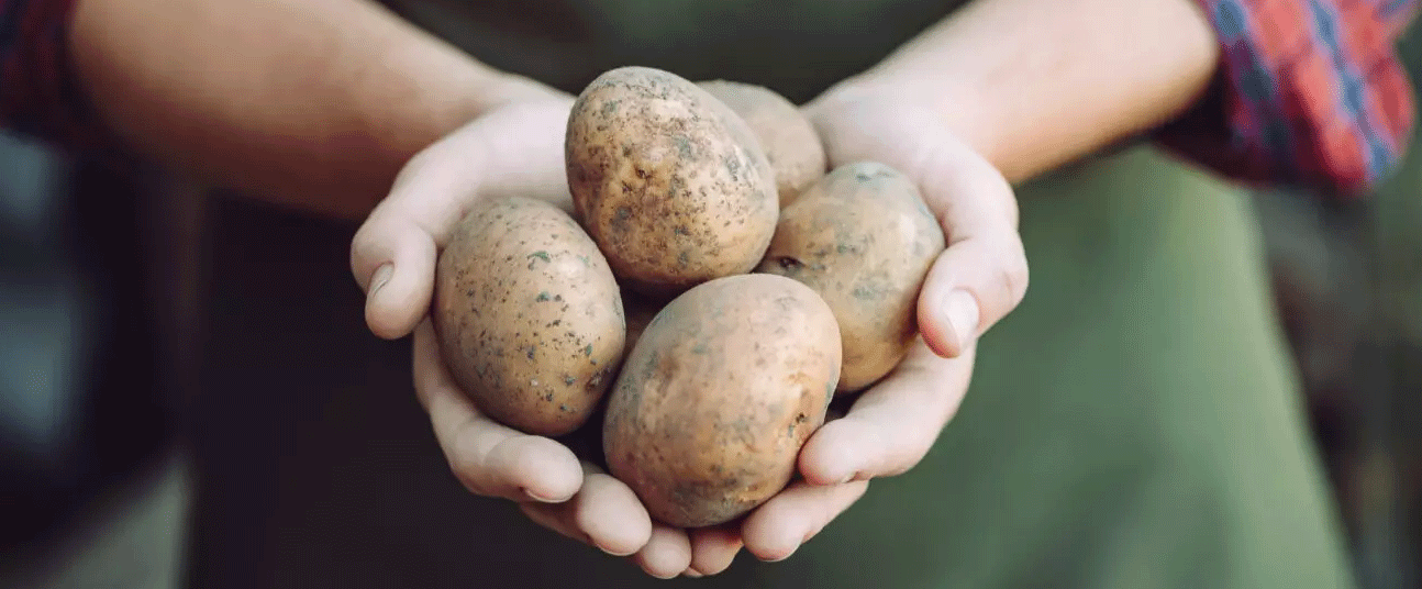 Potatoes Summon Their Own Enemies: Scientists Uncover Molecule That Awakens Soil Parasites