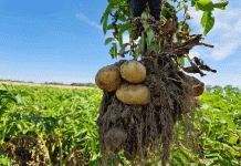 ผลผลิตจำเป็น: พันธุ์พืชที่แข็งแกร่งและการรีเซ็ตระบบสามารถสร้างความมั่นคงให้กับอนาคตของการทำฟาร์มมันฝรั่งได้อย่างไร