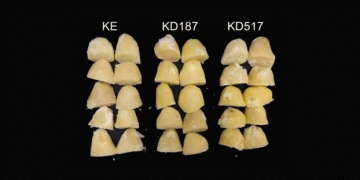 CRISPR-Crafted Potatoes: A Game-Changer for Sustainable Farming in the Face of Climate Change