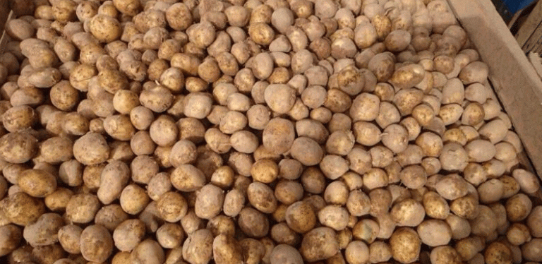 Why Russian Potato Sales Dropped 22.7% – Market Trends, Causes, and Solutions for Farmers 38 Why Russian Potato Sales Dropped 22.7% – Market Trends, Causes, and Solutions for Farmers