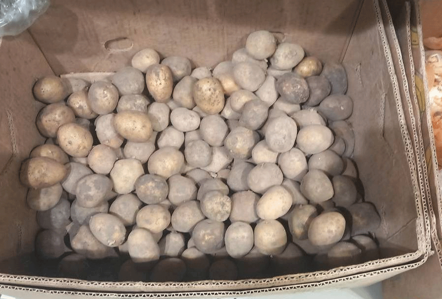 Mislabeled Seed Potatoes in Volgograd: Risks for Farmers and the Importance of Proper Labeling