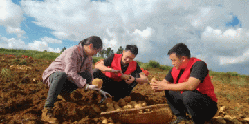 Revitalizing Potato Farming: The Transformative Journey of Liushao Township