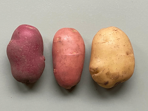 Die erste schalentransplantierte Kartoffel: Ein Durchbruch in der landwirtschaftlichen Züchtung