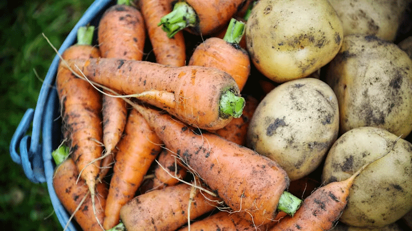 Dürrekrise bedroht britisches Wurzelgemüse: Werden Karotten und Kartoffeln zu den neuen Luxusartikeln?