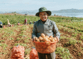Boosting Potato Farming in Hanoi: High-Yield, Sustainable Growth Through Focused Development