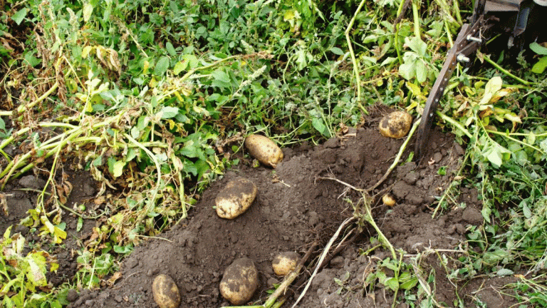Future-Proof Potatoes: How a Key Protein Could Revolutionize Heat-Resistant Crop Production 9 Future-Proof Potatoes: How a Key Protein Could Revolutionize Heat-Resistant Crop Production
