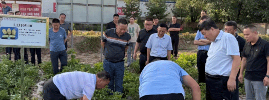 Breaking Ground: How China’s ‘South Seed, North Grow’ Potato Model is Revolutionizing Seed Production