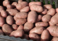 Early Potato Market Crisis: Oversupply, Heatwaves, and Shifting Demand Challenge Farmers