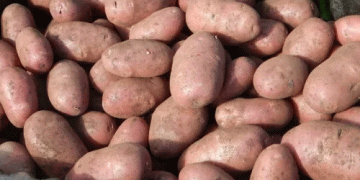 Early Potato Market Crisis: Oversupply, Heatwaves, and Shifting Demand Challenge Farmers