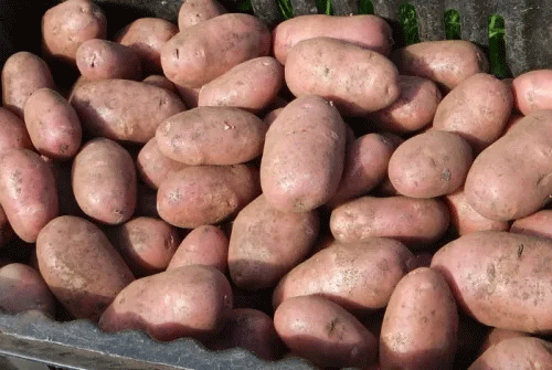 Early Potato Market Crisis: Oversupply, Heatwaves, and Shifting Demand Challenge Farmers