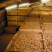 Protecting the Future of UK Potato Storage: Why Your CIPC Residue Data Matters