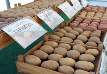 Beyond the Presidential Plot: A Data-Driven Look at Belarus’s Premier Potato Varieties